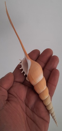 Curiosité taxidermie - ,,