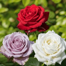 Rosiers rustiques en pot - Lot
