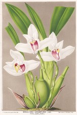 Maxillaria Orchid Orchid Madagascar Madagascar Flower Botany Stroobant Litho