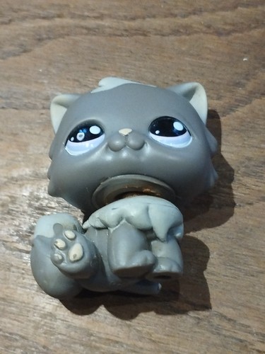 Petshop chat persan chaton - petshop,