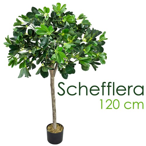 Schefflera plante arbre - schefflera,