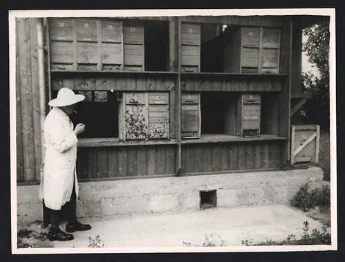 Photographies apiculture - 6,
