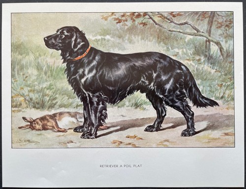 Retriever poil plat - retriever, à
