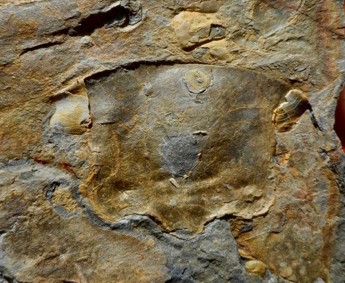 Hypostome trilobite de - de,