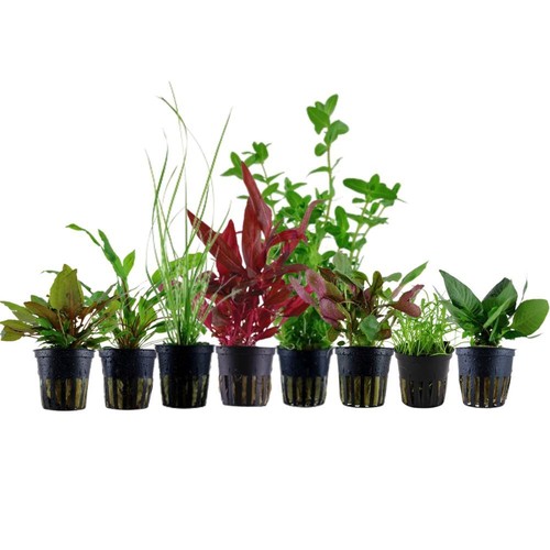 Plantes set pour 60l aquariums - plantes,