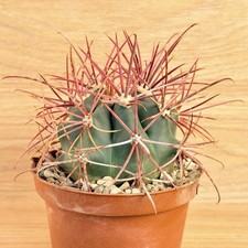 Ferocactus gracilis, pot 10 cm