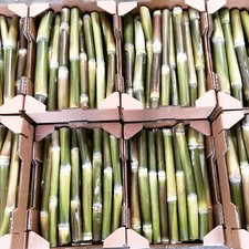 20 kg de canne à sucre