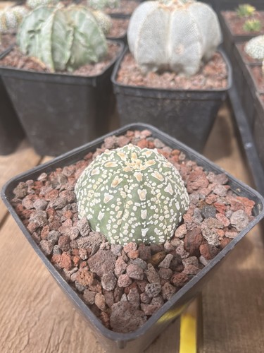 Cactus astrophytum asterias - cactus,