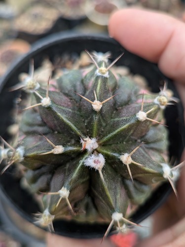 Gymnocalycium trex tlux hb - x,
