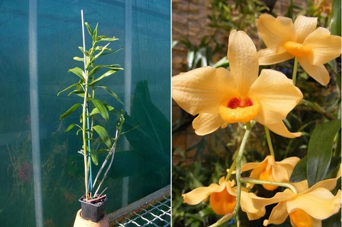 Dendrobium moschatum