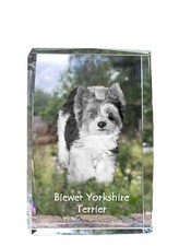 Biewer Terrier, Yorkshire