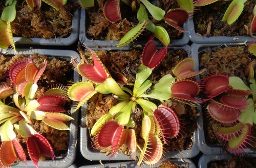 Kit plante carnivore dionaea - carnivore, :dionaea+