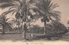 Algeria The date palm 98512