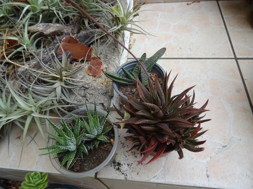 Lot plantes grasses en pot - ,