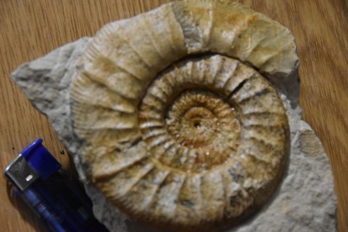 Grande ammonite progeronia - ammonite,