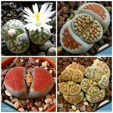 10 Graines LITHOPS Karasmontana Mix, Pierres vivantes