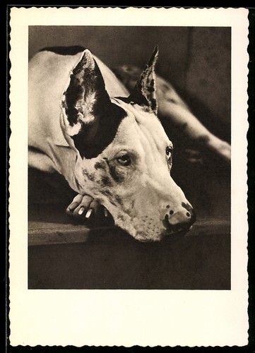 Dogue allemand couché le - couché,,