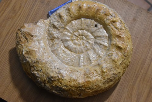 Géante ammonite collotia - géante, gr