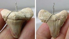 #9 African 100% Natural Fossil