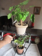 Ancienne Petite Chaise Fer