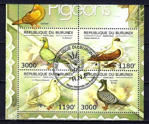 Animaux oiseaux pigeons - oiseaux,
