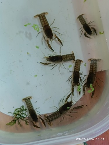 Crevettes 6 blues velvet - blues,