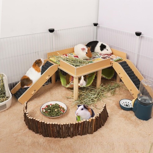 Cachette cochon inde en - cochon, d'inde
