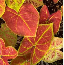 AUTHENTIC Caladium  New Wave 1 bulbs