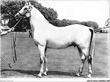 AIDP3-HORSES-0200 - Anglo-Arabic stallion - English breeding - a nas serum