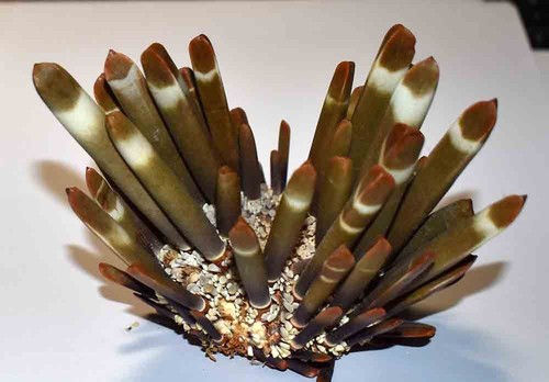 Echinoderme heterocentritus - echinoderme,