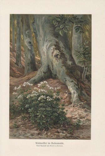 Muguet bois hêtre - au,