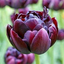 Bulbes de tulipes doubles bulbes fleurs Tulipe Roadstar 5 pcs