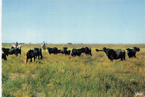 Camargue manade des - 13,