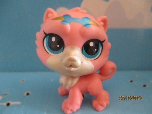 Petshop chien chow - petshop, chow-chow