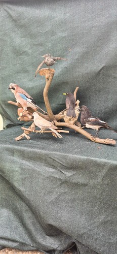 Taxidermie arbre aux - taxidermie, l'arbre