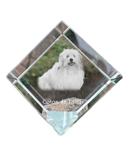 Coton tulear pendentif - de, en