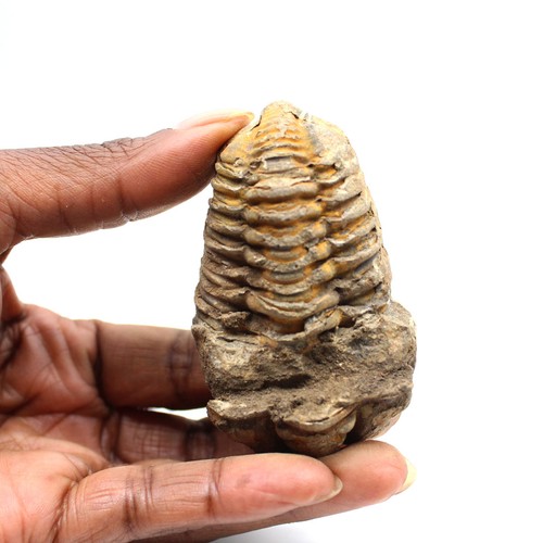 Trilobite fossile 70gr 70mm