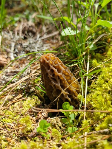Morilles sauvages séchées - morilles,