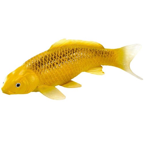 Koi carpe kin matsuba - koi,