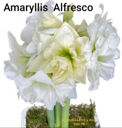 Bulbos amaryllis lirios - de, o
