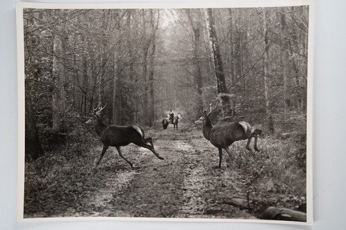 Photo argentique france chasse - photo,