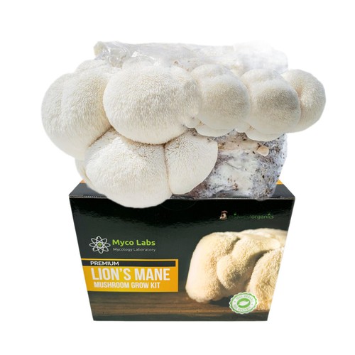 Lion mane mushroom - lion's,
