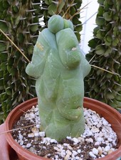 CACTUS LAGENIFORMIS MONSTRUOSA  cactus copiapoa kakteen ortegocactus  cacti