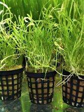 LILALEOPSIS MAURITIANA PLANTES AQUATIQUE - PLANTE AQUARIUM