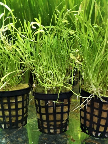 Lilaleopsis mauritiana plantes - lilaleopsis,