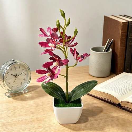 Plante orchidée - plante, d'orchidée