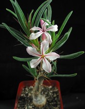 Pachypodium succulentum v