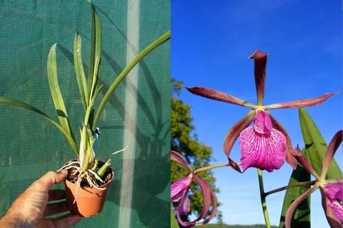 Encyclia ginger snap - ginger,