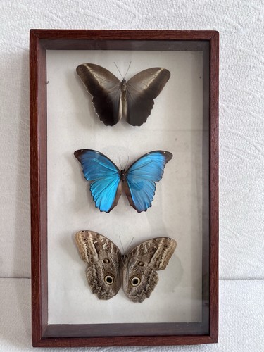 Enthomologie cadre papillons - enthomologie,