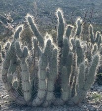 Opuntia bradtiana SEEDS - GRAINES de Cactus Rares